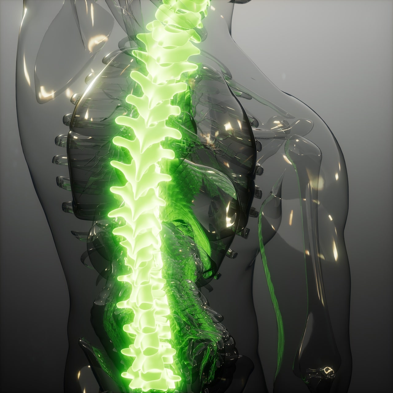 Spine Mouse
